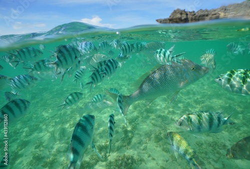 Tropical fish underwater Okinawa in Japan