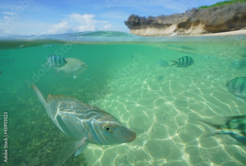 Tropical fish underwater Okinawa in Japan © KO SHIMADA