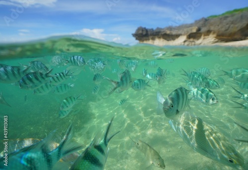 Tropical fish underwater Okinawa in Japan