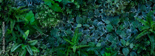 closeup tropical green leaf background. Flat lay, fresh wallpaper banner concept	
