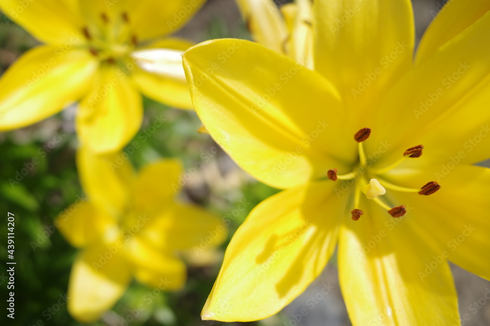 黄色いユリの花 黄色いユリの花