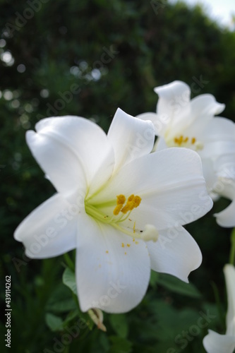 Fototapeta Naklejka Na Ścianę i Meble -  白い百合の花