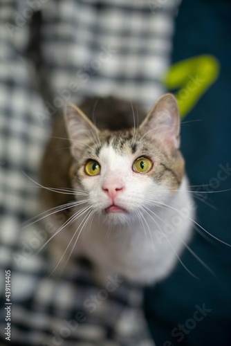 The cat looks into the frame. Mustard or yellow cat eyes. Cat ears. Gorgeous cat whiskers. White wool. Snow-white breast of a cat. The cat is ordinary. The cat is beautiful.