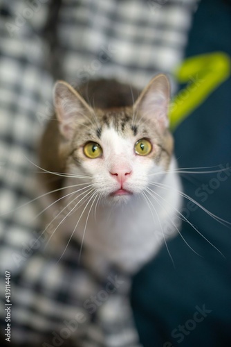 The cat looks into the frame. Mustard or yellow cat eyes. Cat ears. Gorgeous cat whiskers. White wool. Snow-white breast of a cat. The cat is ordinary. The cat is beautiful.