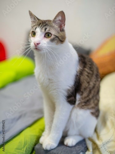 A cat with yellow or mustard eyes and a snow-white breast sits and looks. White wool. Cat's eyes. Sad Cat