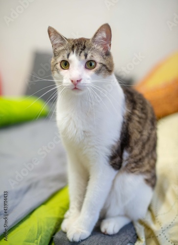 A cat with yellow or mustard eyes and a snow-white breast sits and looks. White wool. Cat's eyes. Sad Cat