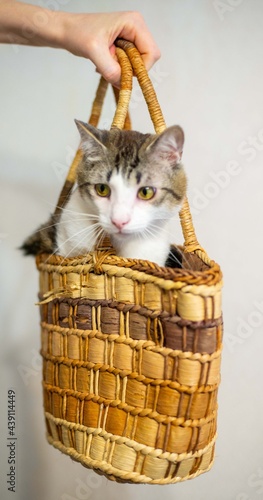 The cat is sitting in a wicker bag. A cat with a snow-white breast and a chic mustache. A funny pet.