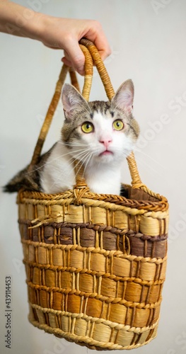 The cat is sitting in a wicker bag. A cat with a snow-white breast and a chic mustache. A funny pet.