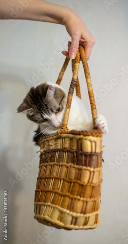 The cat is sitting in a wicker bag. A cat with a snow-white breast and a chic mustache. A funny pet.