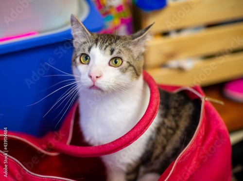 A cat with yellow or mustard eyes in a red bag. Snow-white cat breast, gorgeous mustache. Funny cat. Regular color scheme