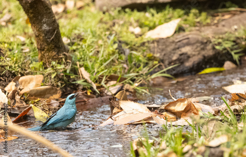 Verditer Flycatcher (Eumyias thalassinus) bird perching  in the forest of Sattal. photo