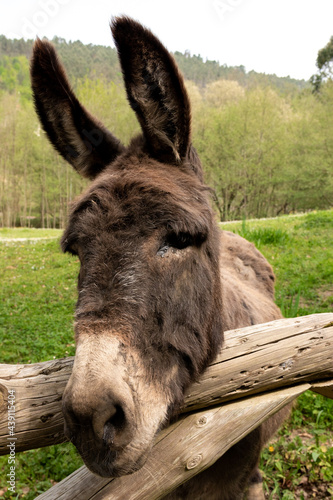 nice donkey looking at camera in a green field