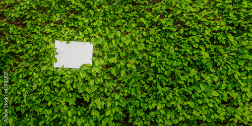 Blanko Schild in einer Hecke