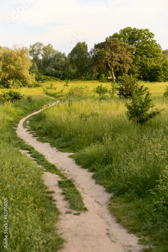 Path in field with tree