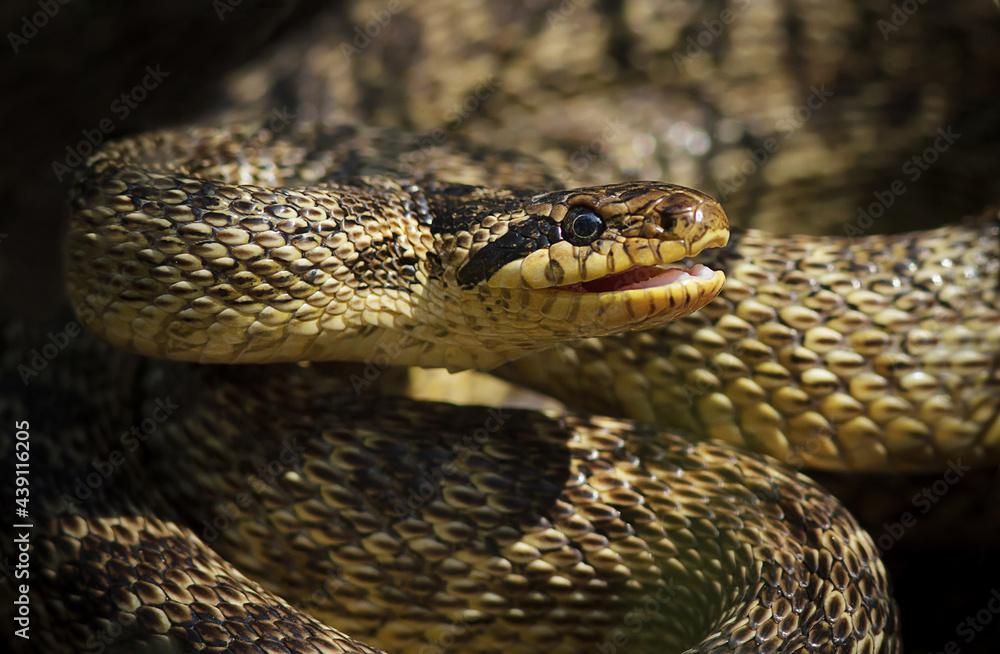 Obraz premium Colorful snake, Elaphe sauromates with open mouth closeup.