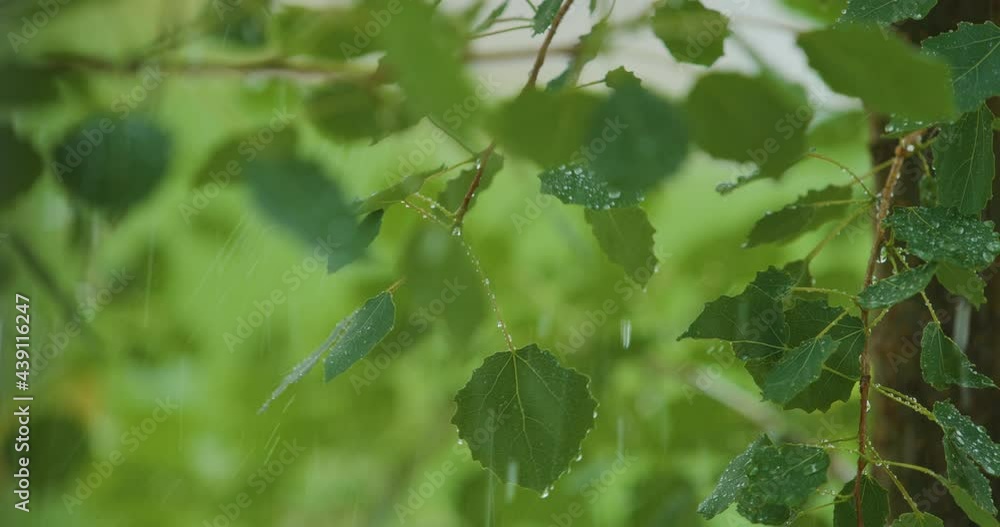 Slow Motion Rain Drops Dripping From Green Leaves Birch of Tree During Rain. Selective Focus on Green Leaves Foreground. Rain Falling on Green Plant Leaf. Calm Relaxing Meditation Peaceful Background. Slow Motion Rain Drops Dripping From Green Leaves Birch of Tree During Rain. Selective Focus on Green Leaves Foreground. Rain Falling on Green Plant Leaf. Calm Relaxing Meditation Peaceful Background.