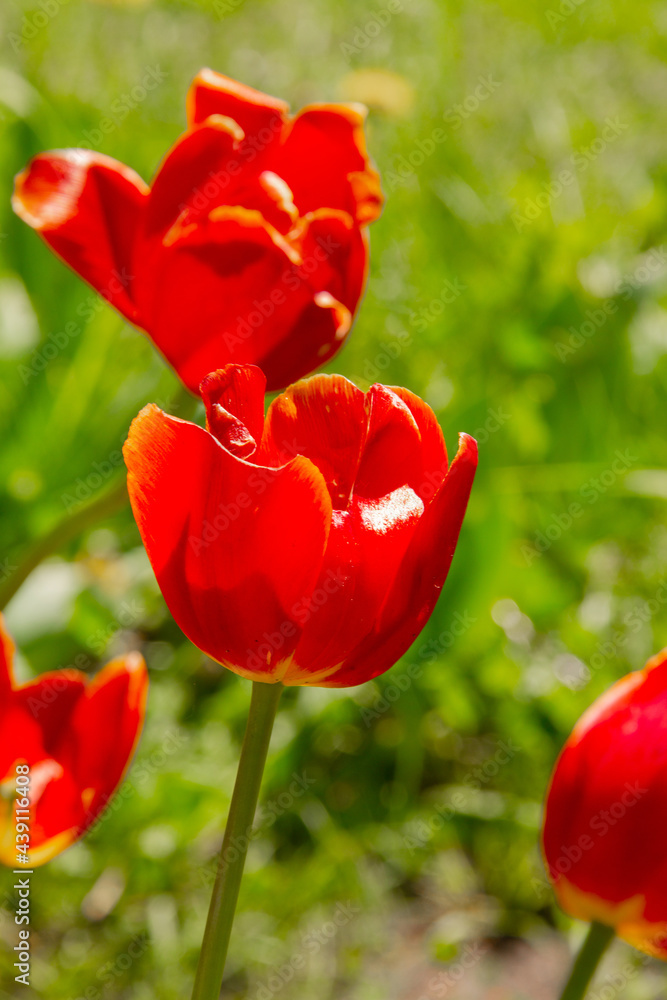 garden tulip flowers in early spring in a flower bed garden tulip flowers in early spring in a flower bed