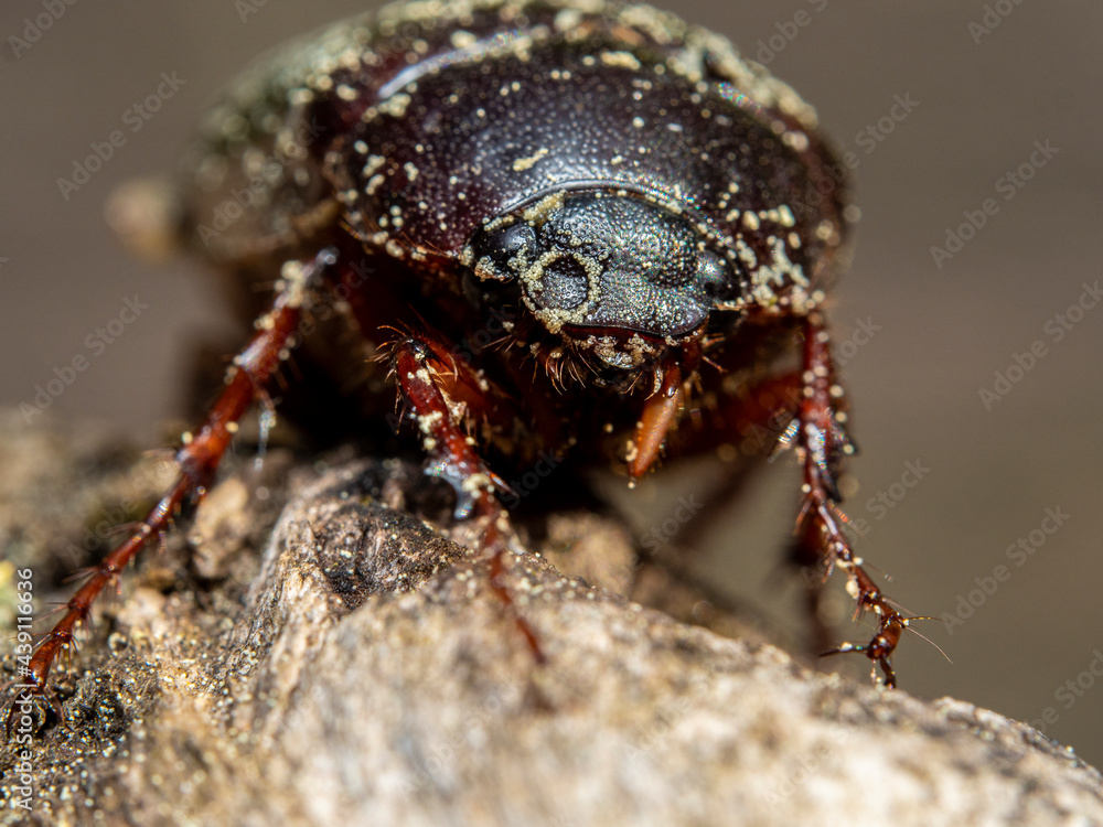 Common chafer Common chafer