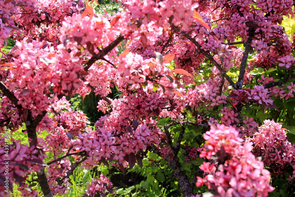 Decorative apple in a full bloom in a farm garden. Apple tree with pink flowers 