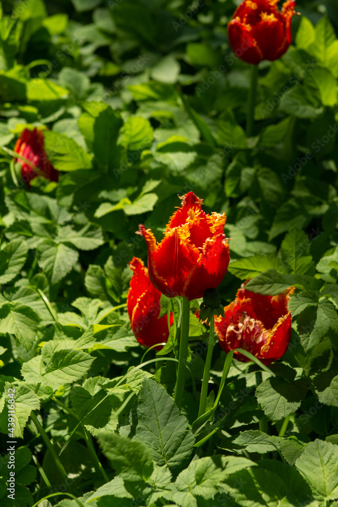 garden tulip flowers in early spring in a flower bed garden tulip flowers in early spring in a flower bed