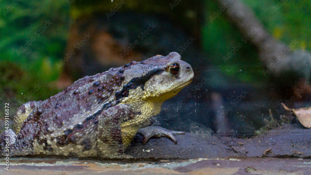 Obraz premium 두꺼비