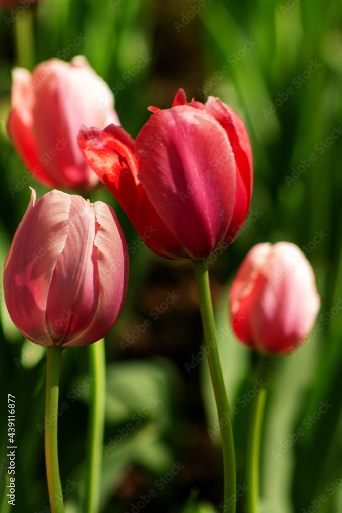 garden tulip flowers in early spring in a flower bed garden tulip flowers in early spring in a flower bed