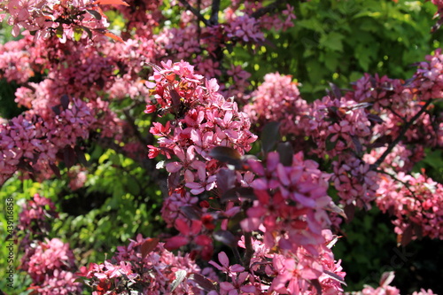 Decorative apple in a full bloom in a farm garden. Apple tree with pink flowers 