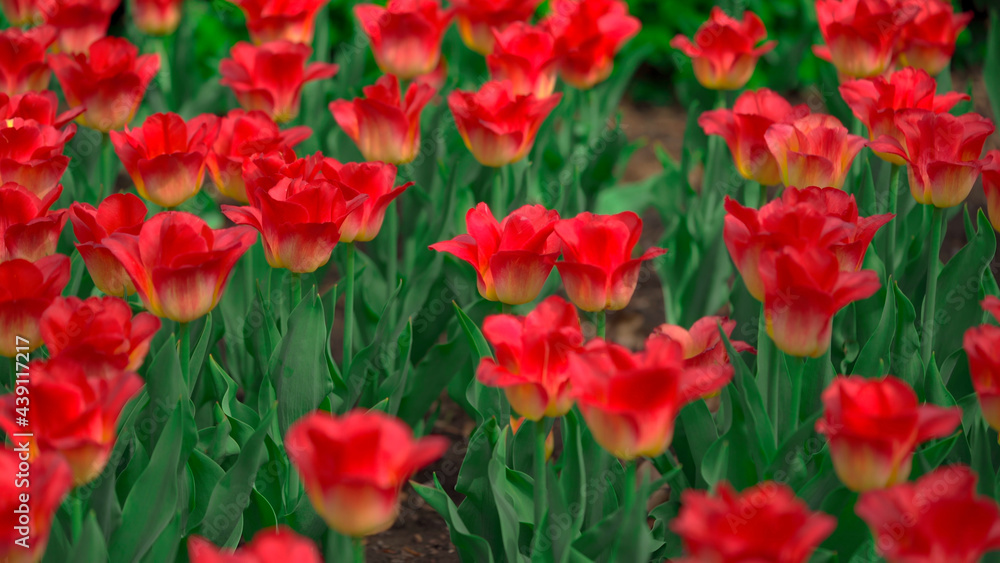 field of tulips