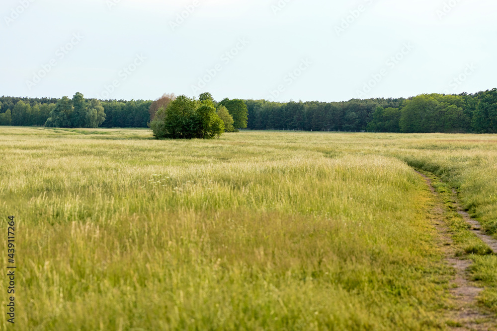 Fototapeta premium field of grass and trees