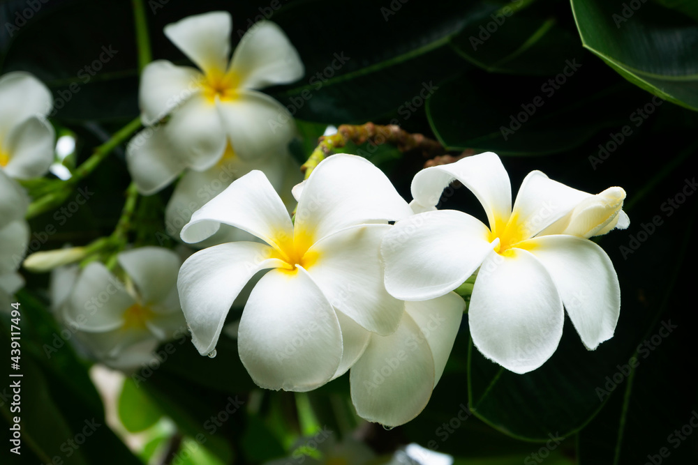 Plumeria flower with water droplets on the petals, the freshness and beauty of flowers after the rain.