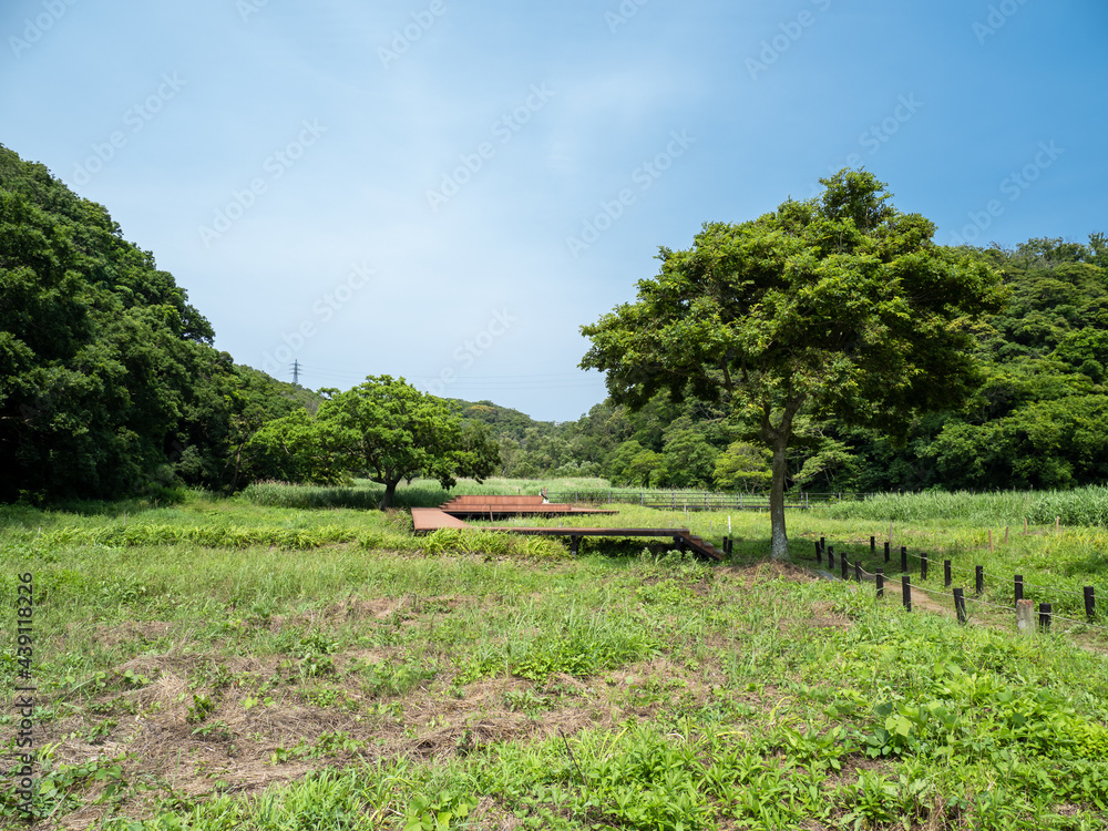 小網代の森のえのきテラス 6月 三浦半島 Stock Photo Adobe Stock