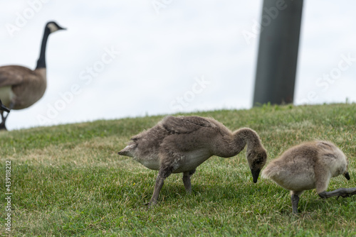 isolated canada goose goslings with observant parent in the background