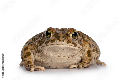 Bufo Boulengeri .aka African Green Toad, sitting facing front. Looking towards camera showing both eyes. Isolated on a white background.