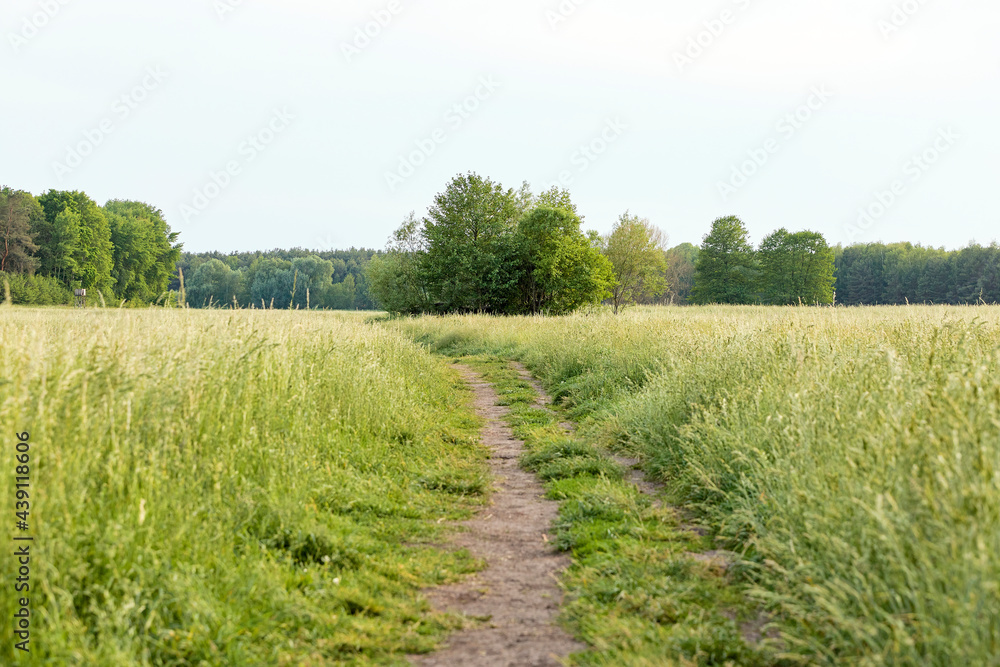 Fototapeta premium landscape with a field and a footpath