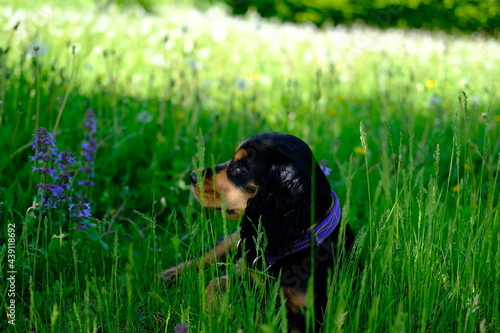 dog in grass