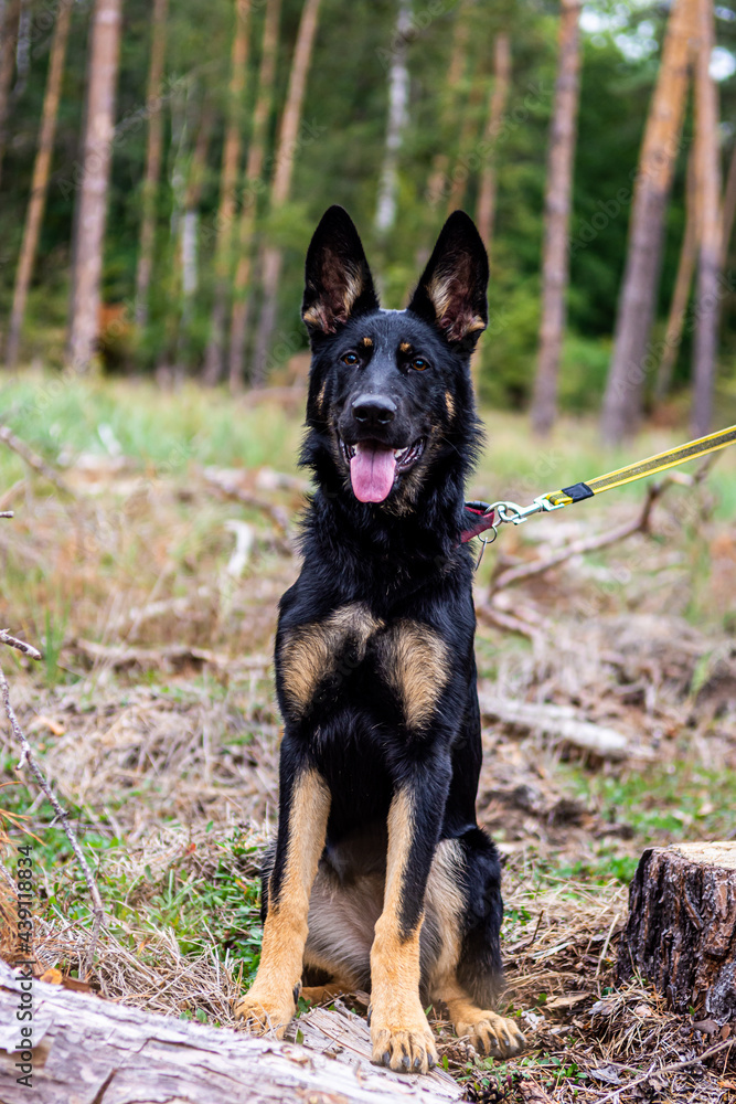 Young german shepherd puppy dog in the nature with dog leash