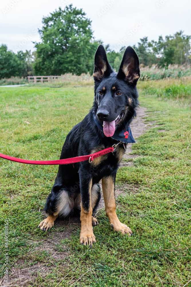 Young german shepherd puppy dog in the nature with dog leash Young german shepherd puppy dog in the nature with dog leash