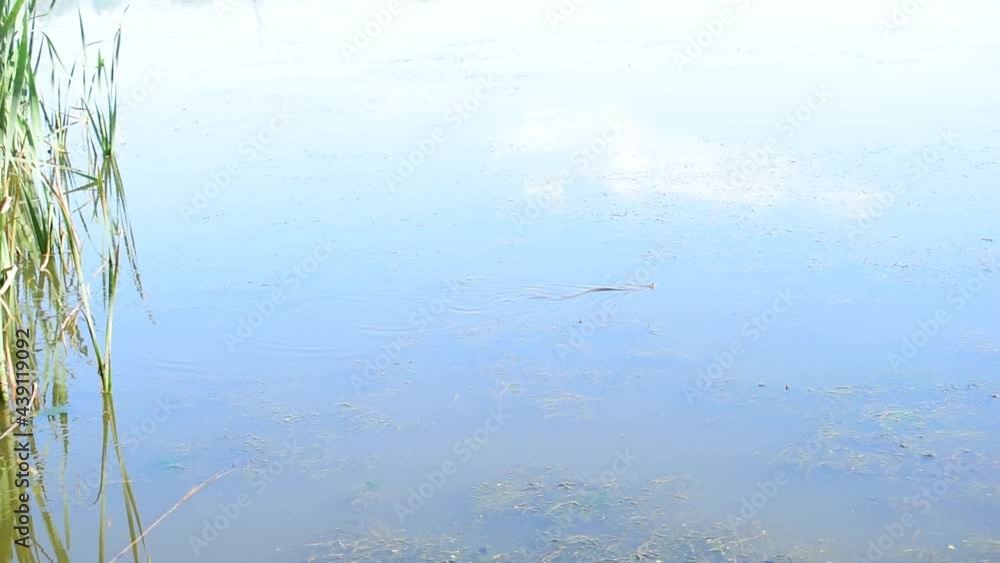 The snake melted out of the reeds and set off on a journey across the lake. The snake melted out of the reeds and set off on a journey across the lake.