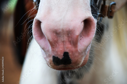 close up of a white horse nose
