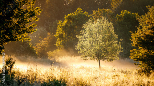 golden misty summer sunrise tree in a field with a single tree, golden hour
