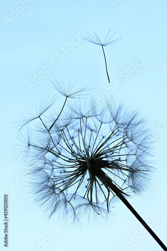 Winged seeds flying away from a dandelion head