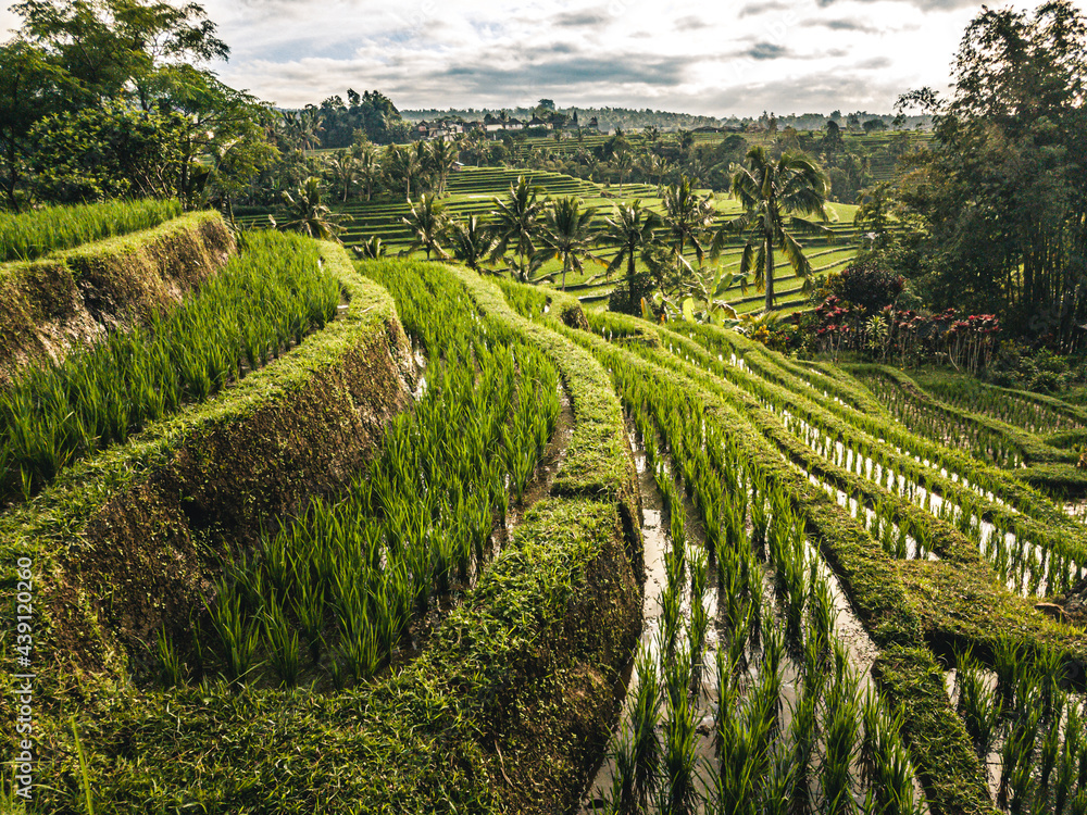 View on rice fields / rice terrace jatiluwih Bali Indonesia.