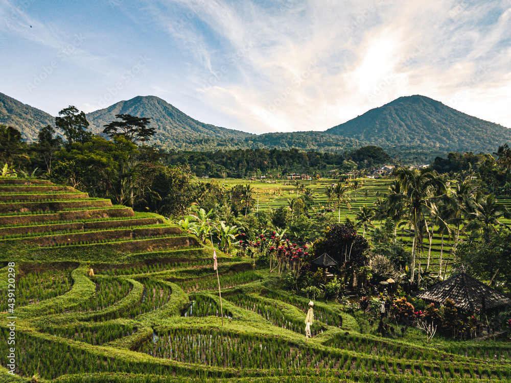 View on rice fields / rice terrace Jatiluwih Bali Indonesia.