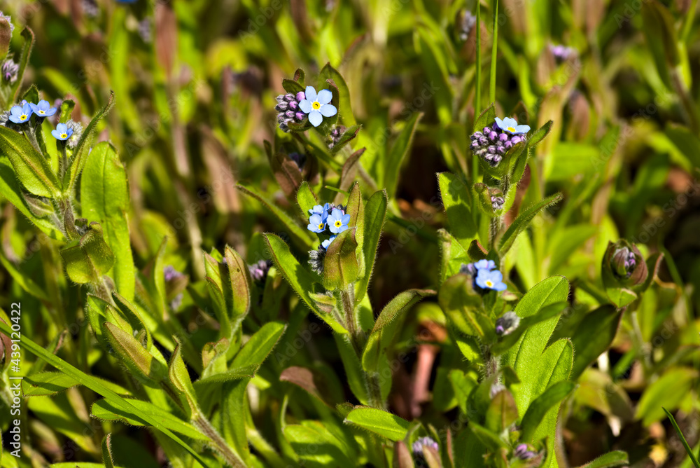 beautiful blue forget-me-not flowers on a background of green leaves beautiful blue forget-me-not flowers on a background of green leaves