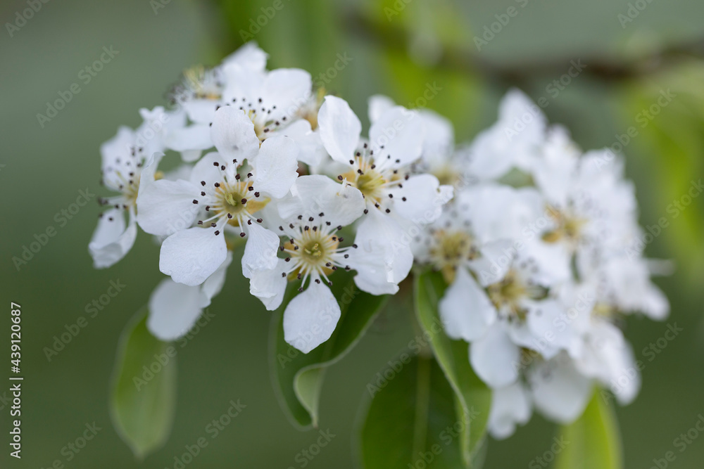 Branches of European pear (Pyrus communis) in bloom on a beautiful bokeh background. European pear (Pyrus communis) flowers close up, with beautiful bokeh background.