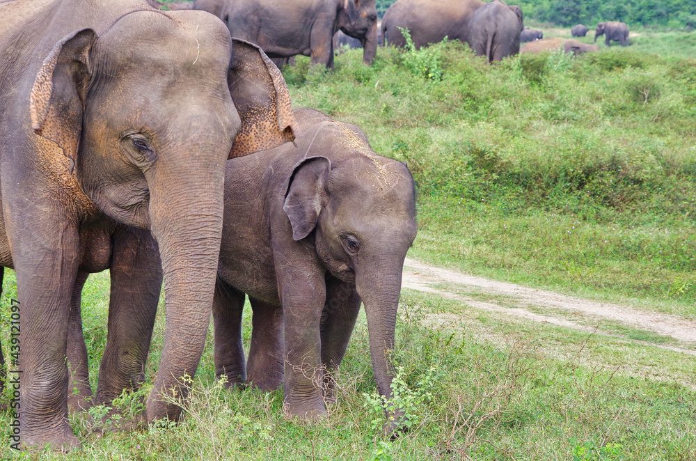 Wild Baby Elephant in Herd at Kaudulla national park in Sri Lanka