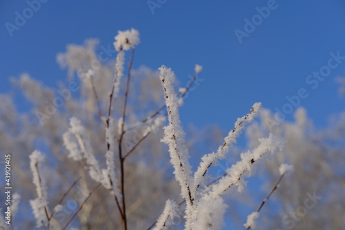 frost on branches