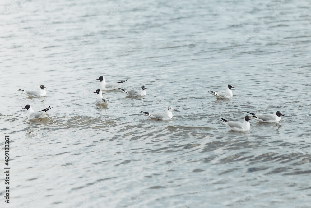 Seagulls on the beach sea at bright sunny day Seagulls on the beach sea at bright sunny day