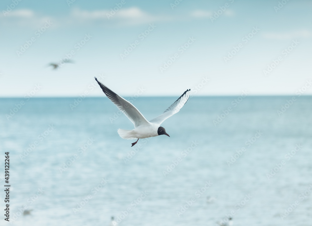 Flying seagull in the sky close up Flying seagull in the sky close up