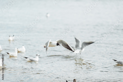 Seagulls on the beach sea at bright sunny day © splitov27